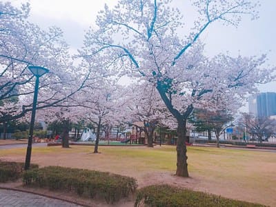 福島市 会津磐梯山地方 実際に行った福島県内のお花見スポット8ヶ所全て紹介します 19 歩いてローカル 福島市 会津磐梯山地方 実際に行った福島県内のお花見スポット8ヶ所全て紹介します 19 歩いてローカル