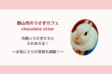 【うさぎカフェ chocolate otter】郡山市で癒し体験！可愛いうさぎの写真も掲載！