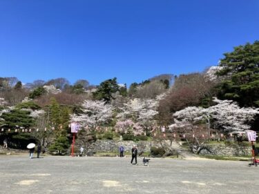 【桜の名所】二本松の霞ヶ城公園でお花見をしてきました